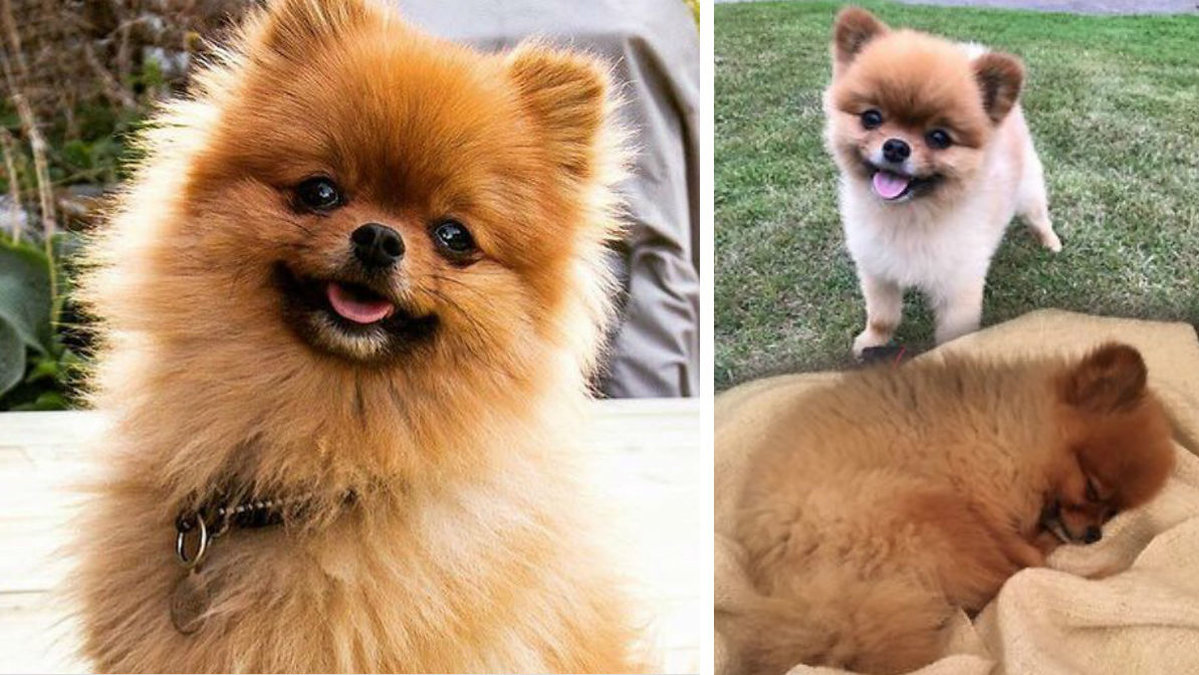 Hunden Terry blev attackerad till döds.