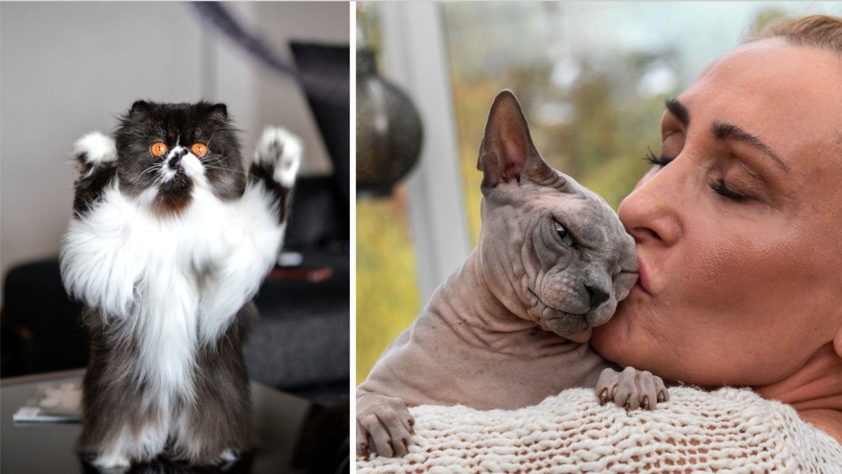 Katter är inte bara ett härligt sällskap utan de gör oss friskare och gladare. 