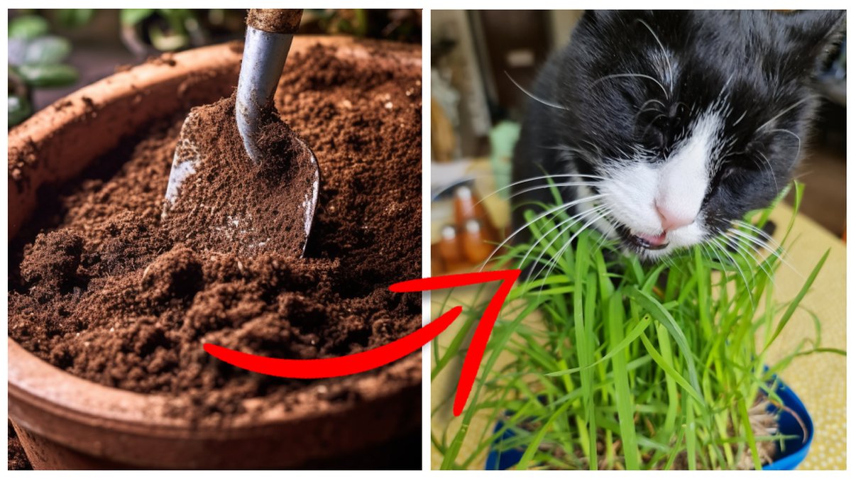 Kattgräs är både nyttigt och stimulerande för katten att tugga på.