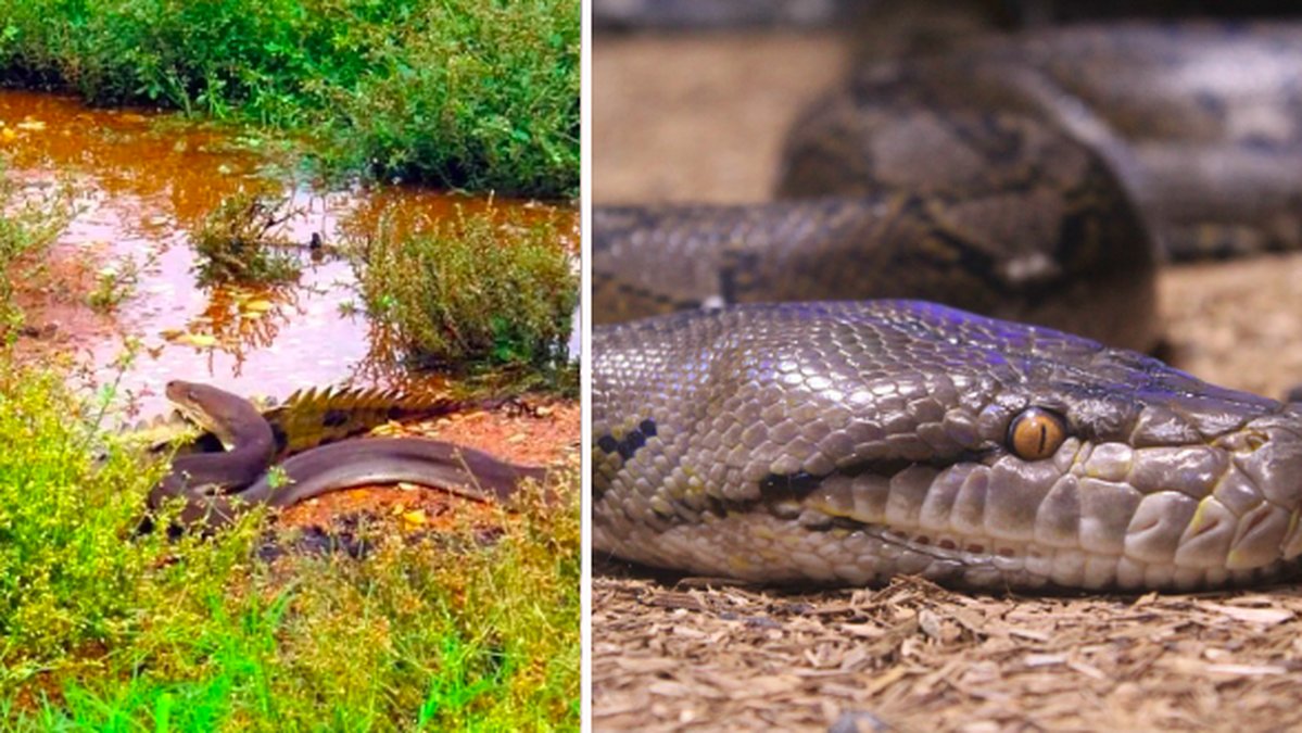 KROKODIL