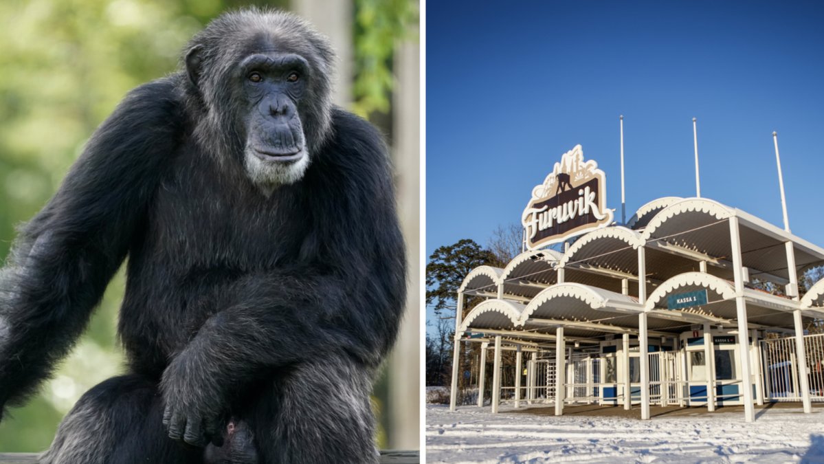 Flera schimpanser rymde från Furuviksparken tidigare i december.
