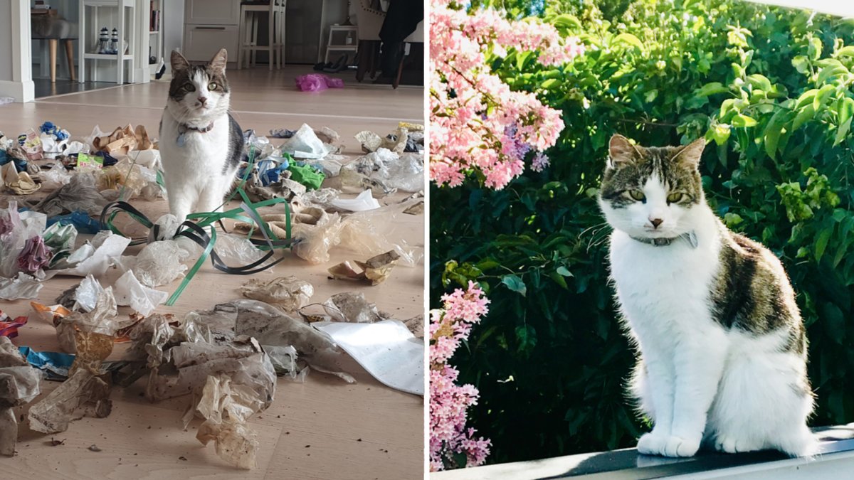 Katten Dexter är en söt miljökämpe.