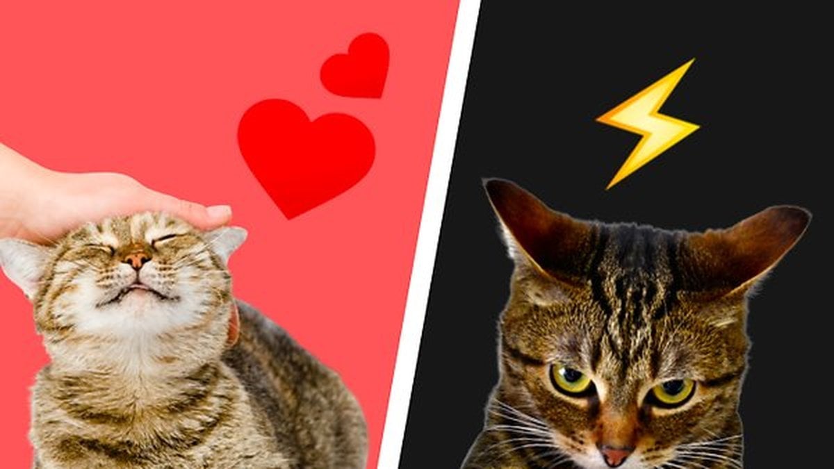 Da-blir-din-katt-svartsjuk