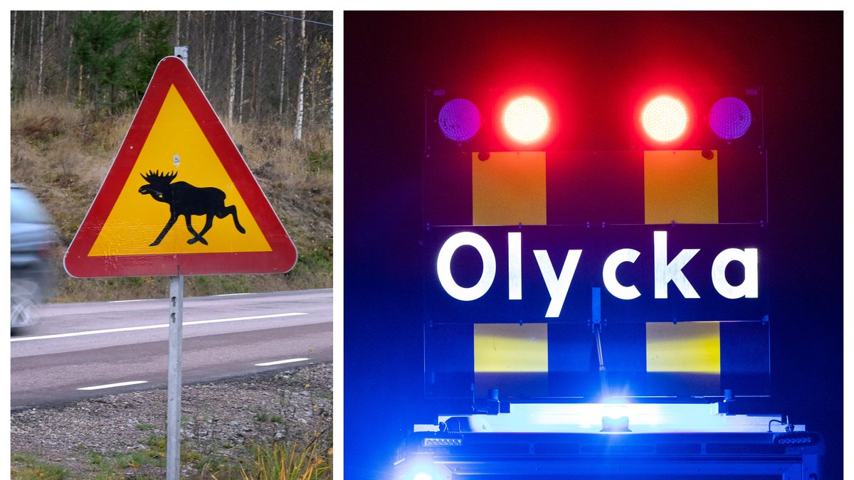 Över 20 viltolyckor rapporterades in på två timmar.