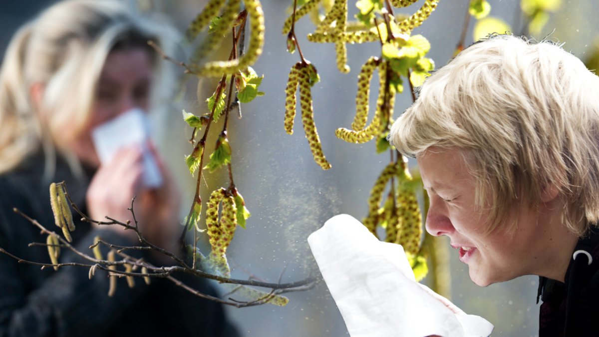 Folk som nyser/Pollen/Björk