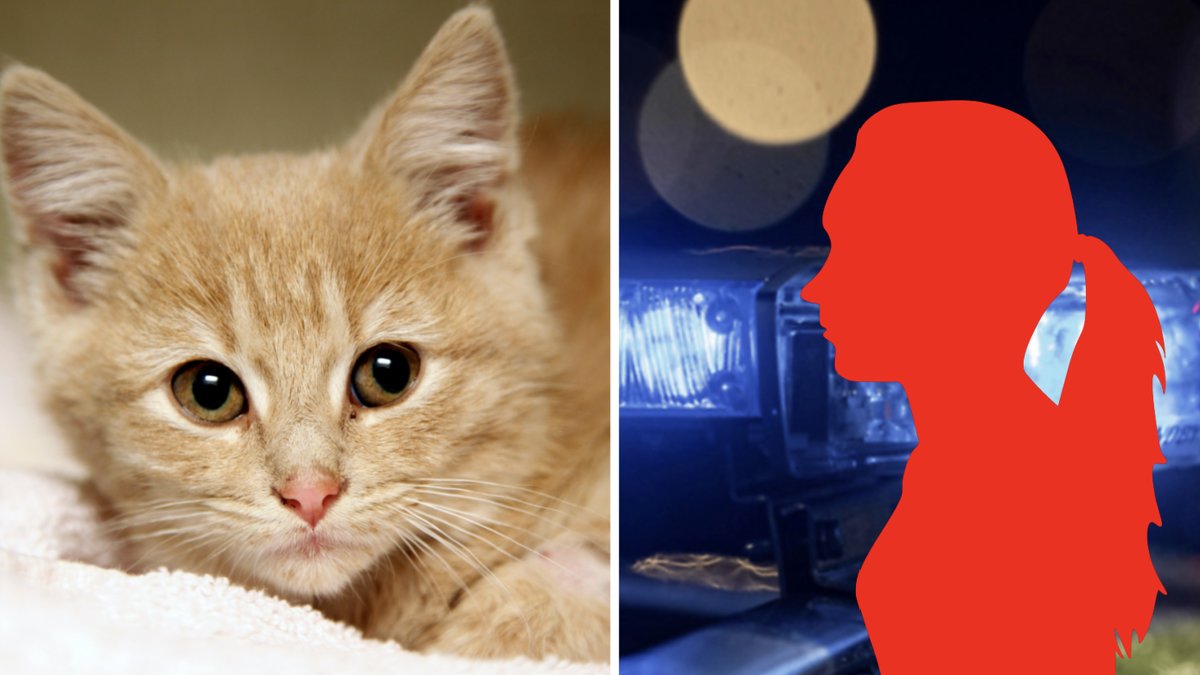 Arkivbild på en katt som inte har koppling till det aktuella fallet.