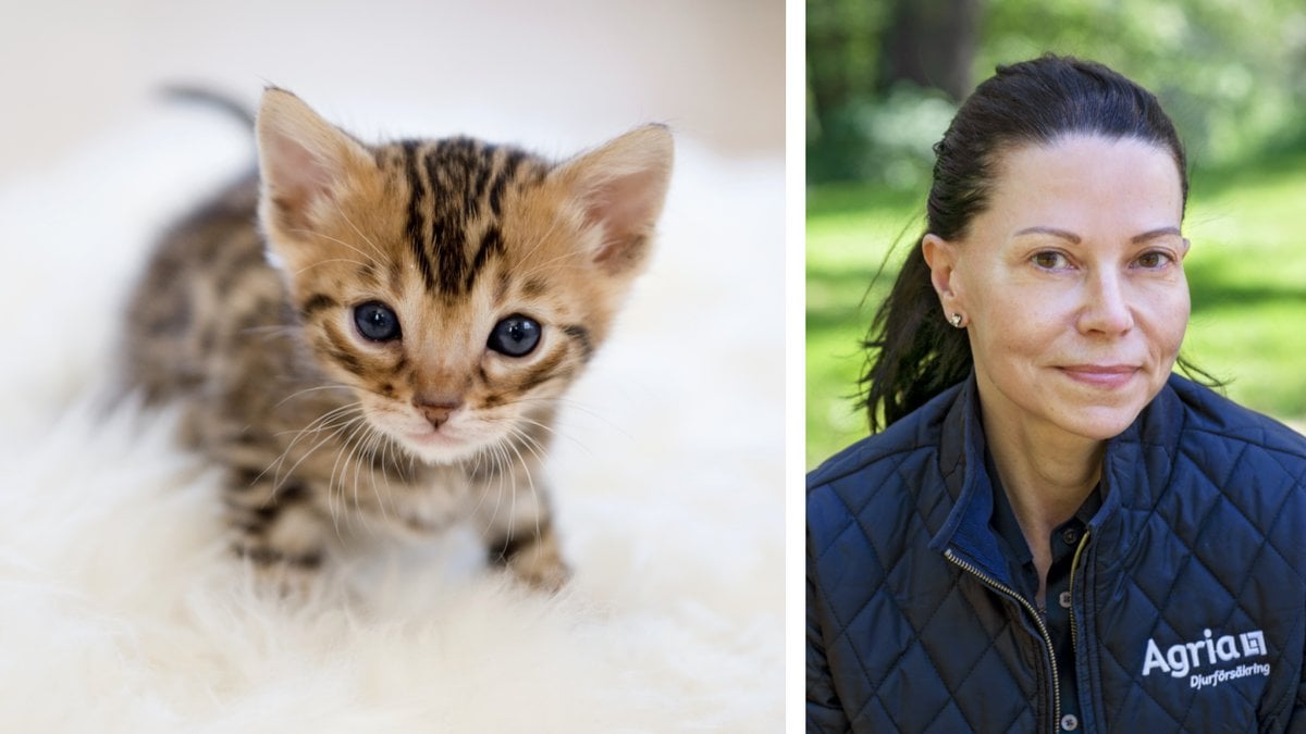 Den nya kattlagen ska få ägarna att ta ansvar för sina husdjur.