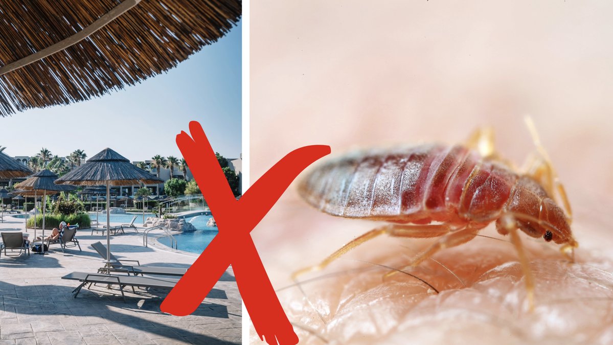 Hur undviker man vägglöss på sin resa?