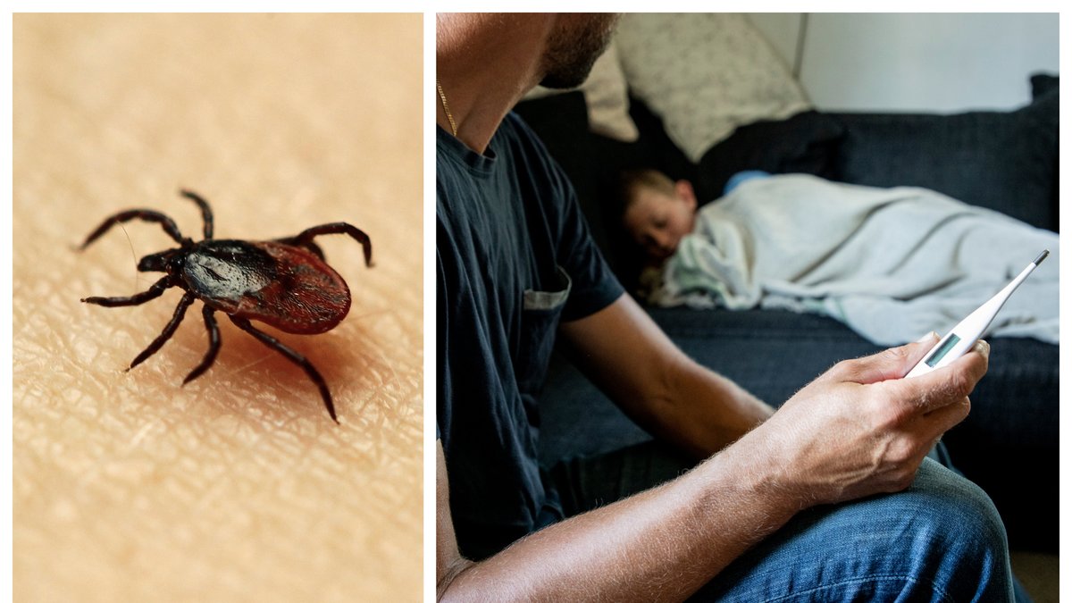 Med hjälp av överläkaren och forskaren Kristina Olsson reder Nyheter24 ut allt du behöver veta om sjukdomen Babesios.