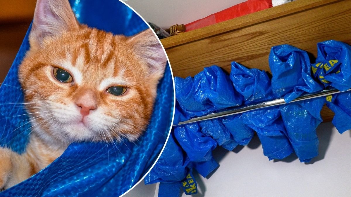 Bilder på blå Ikea-kassar och en katt.