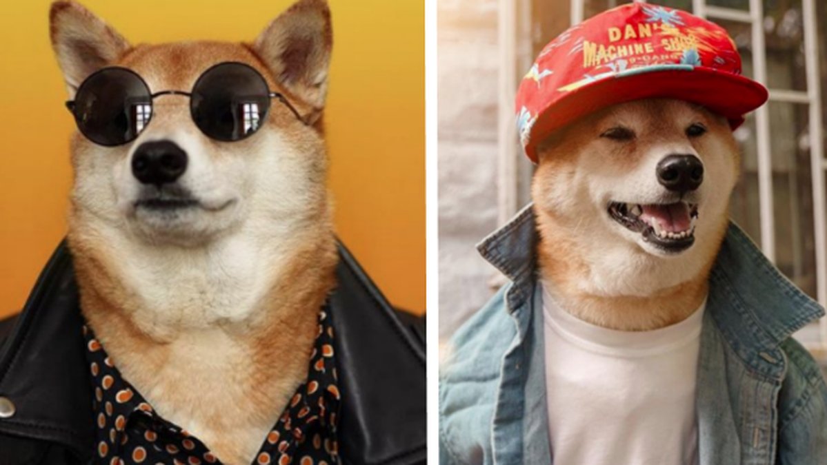 Menswear Dog