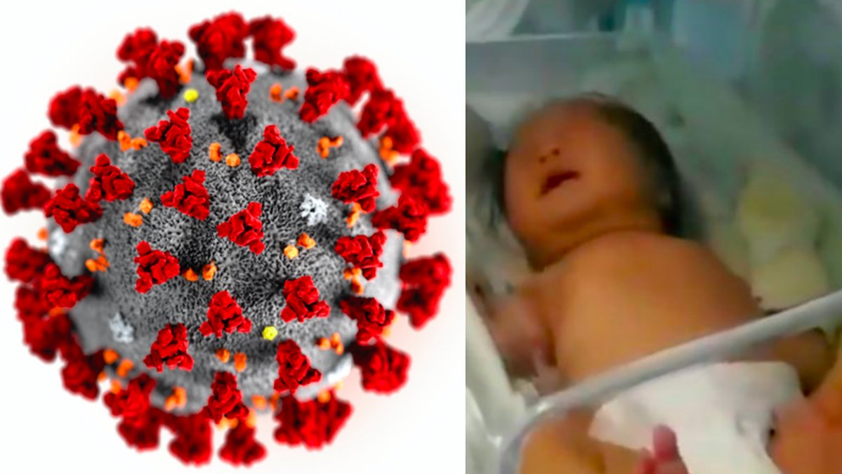 Xiao-Xiao-foddes-med-coronaviruset-nu-ar-hon-frisk