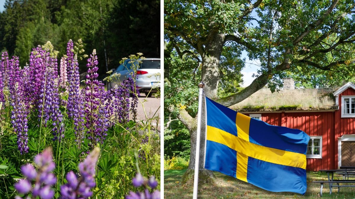 Lupiner vid vägkanten och ett rött hus i Sverige sommar.
