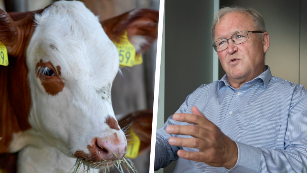 En kalv och Göran Persson. Kollage. 