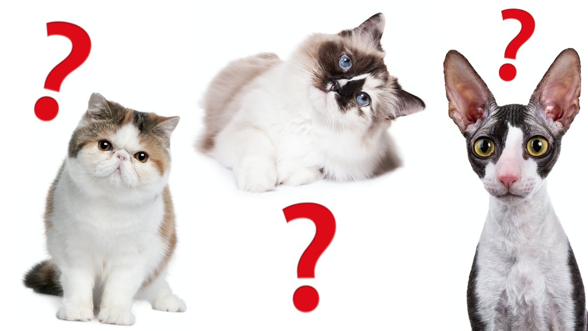 Kan-du-gissa-vad-det-ar-for-kattras