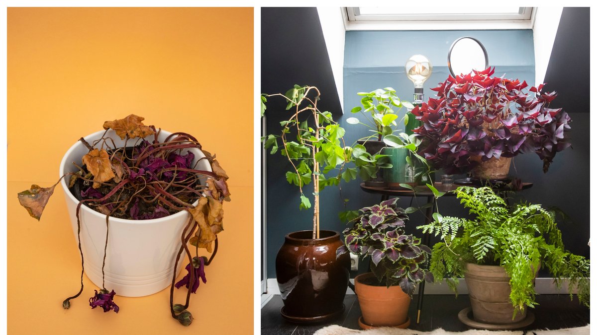 Vilka är de vanligaste misstagen som människor gör med sina krukväxter?