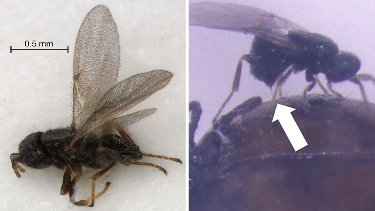 En ny typ av parasitgeting har upptäckts i Norge för första gången. 