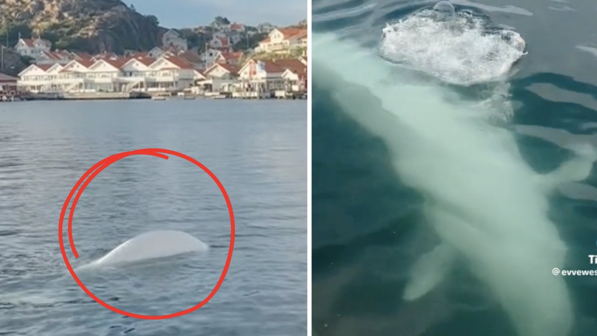 Vitvalen i Hunnebostrand tros vara Hvaldimir.