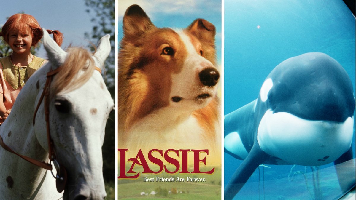 Det här hände med djuren vi såg i de kända filmerna