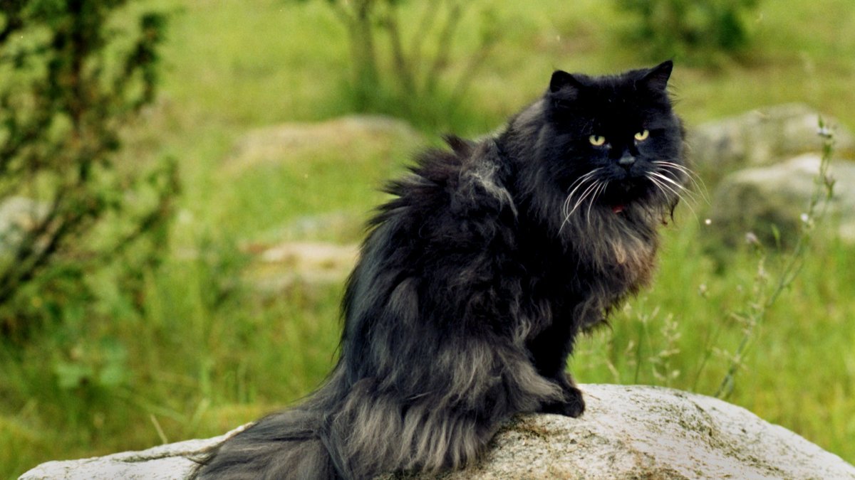 Kattköpare kan bli lurade