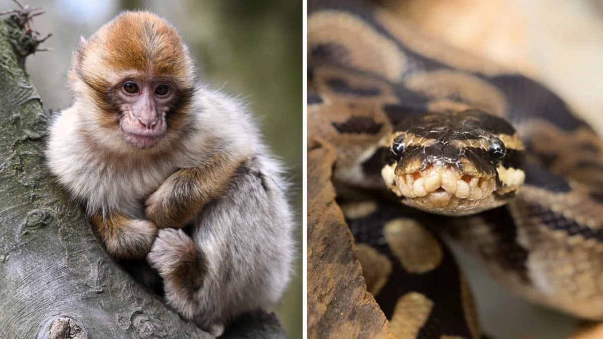 Två män som drivit ett tropikarium i Blekinge får djurförbud. Arkivbild utan koppling till tropikariet.