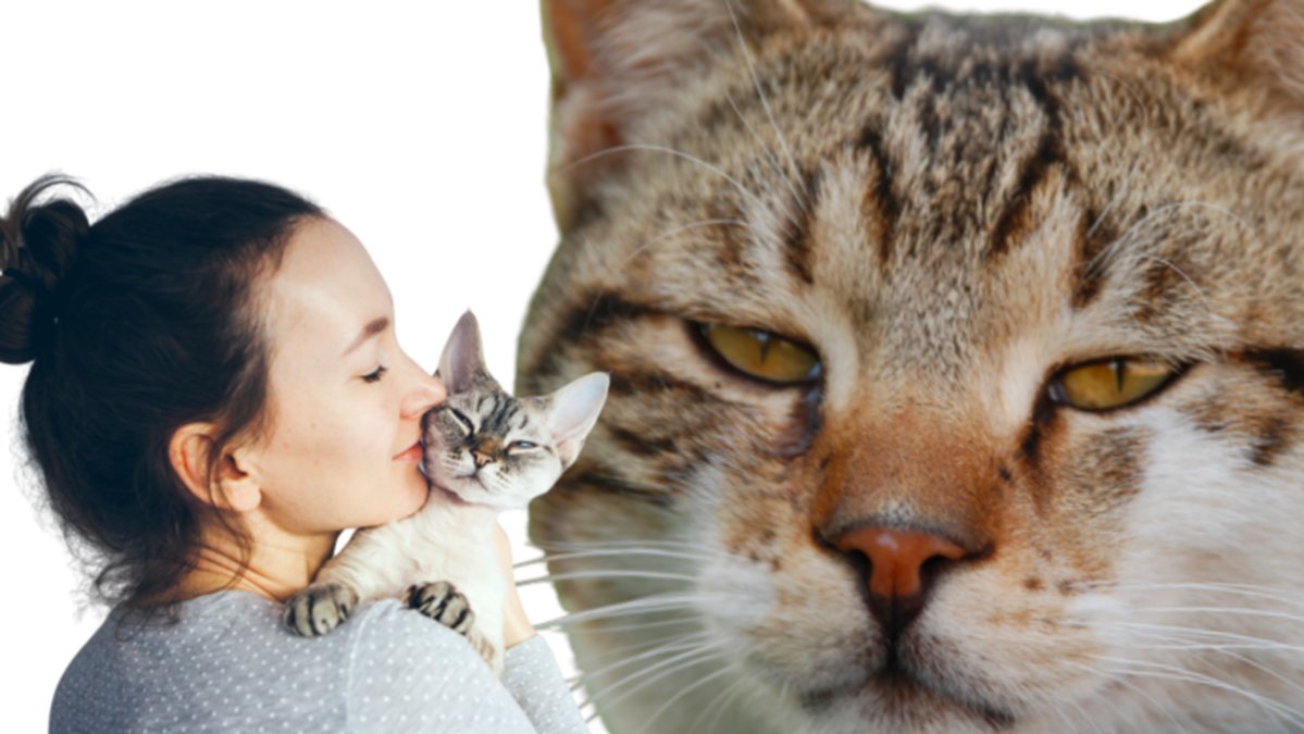 Darfor-ignorerar-din-katt-dig