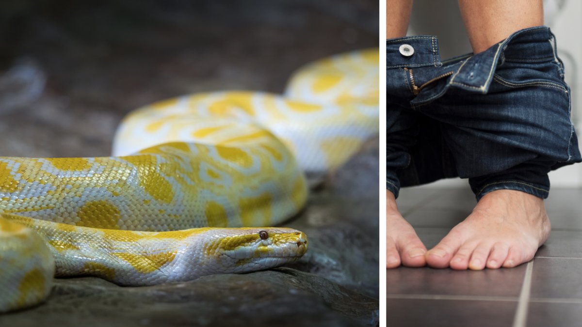 Albinopytonen rymde från grannen.