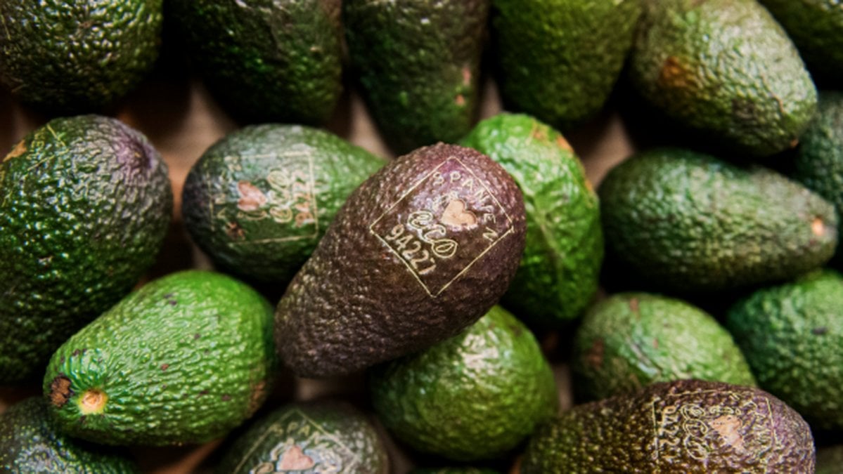 Avokado