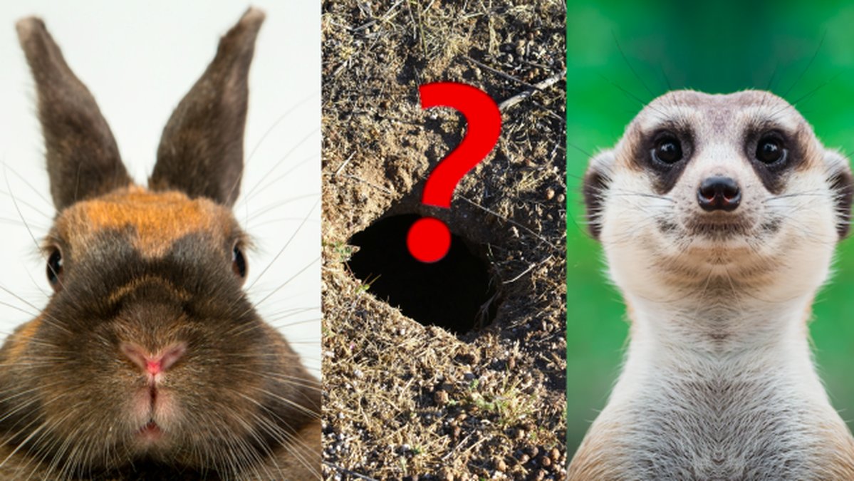 Vilket djur bor i boet?