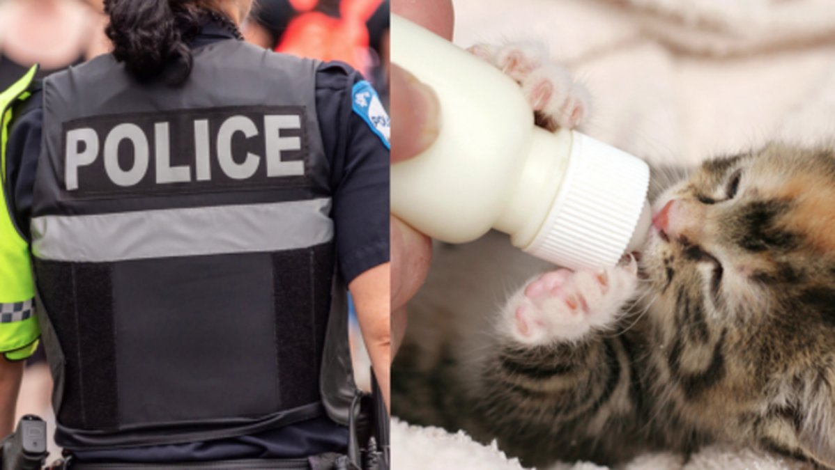 Polisen, Katt
