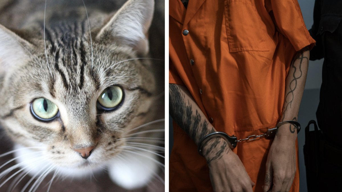 20-årig kvinna dödade fembarnspappa – efter tvist om katt. Arkivbilder. 