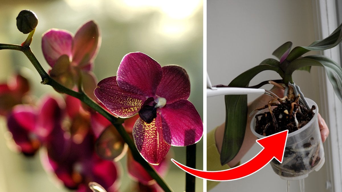 Risvatten är husmorsknepet som får dina orkidéer att växa.