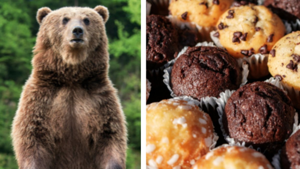 Muffins, Björn