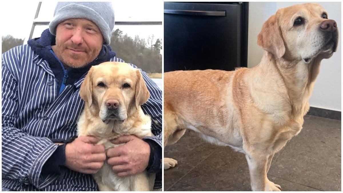 Fredrik Steen håller om den ljusa labrador hunden LillaNymo utomhus. Jämte syns en bild på LillaNymo stå i köket. Bilden är ett montage.