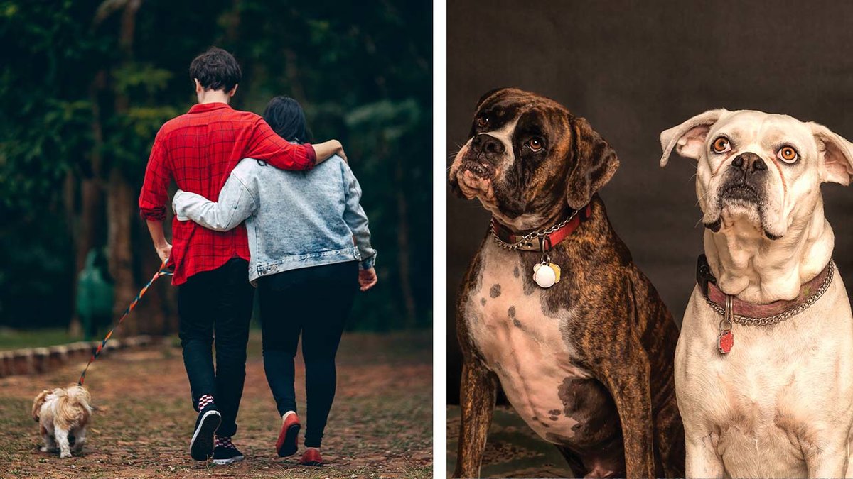 Vill du veta vad ditt val av hund säger om dig? Då ska du fortsätta läsa