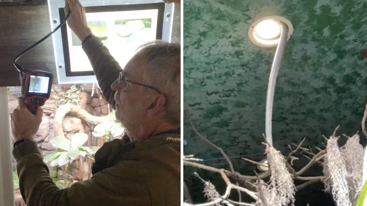 Se videon från jakten på Skansens kungskobra Sir Väs.