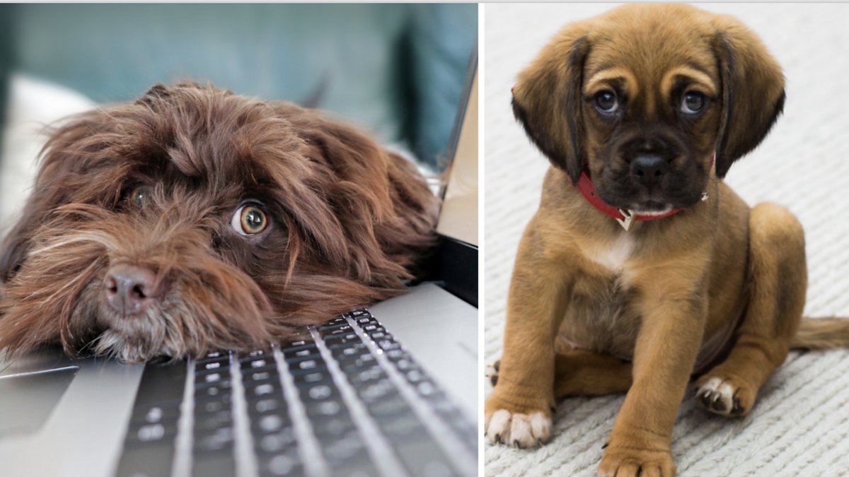 Här är de populäraste hundnamnen och tips på unika namn till din pälskling.