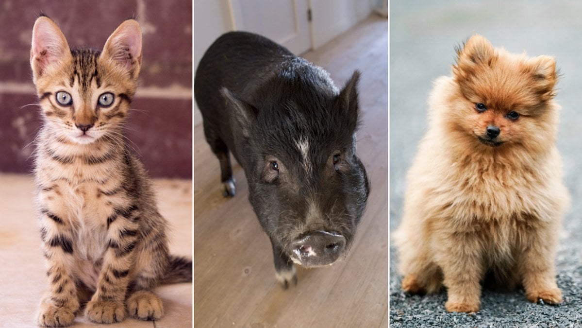 Det gäller att hålla koll på vad ditt djur gör om du bor i hyresrätt.