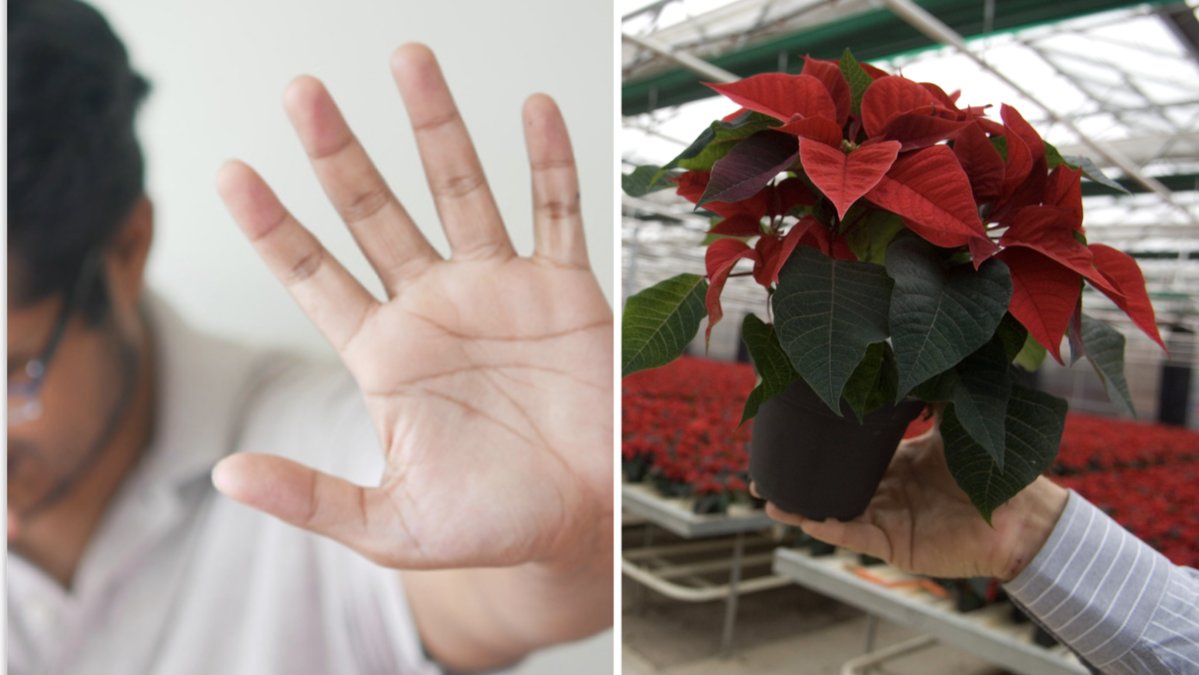 Favoritblomman som pryder våra hem i jul kan ha en oönskad effekt.