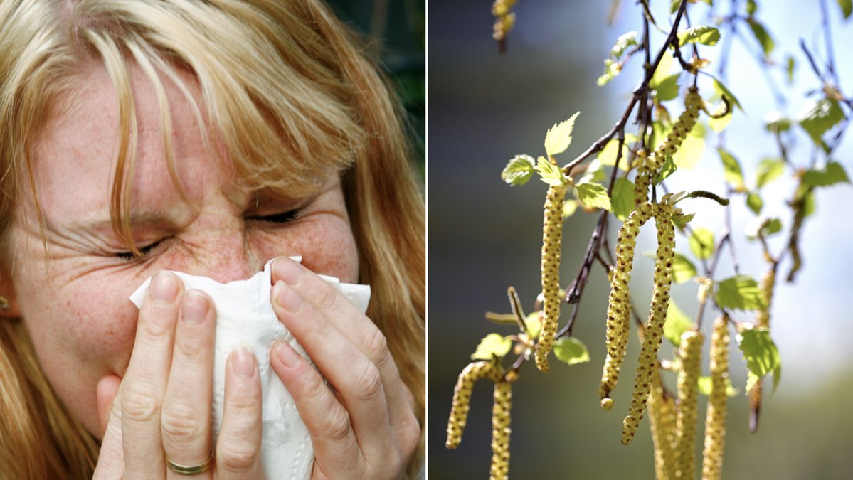 Nu är säsongen för björkpollen här.