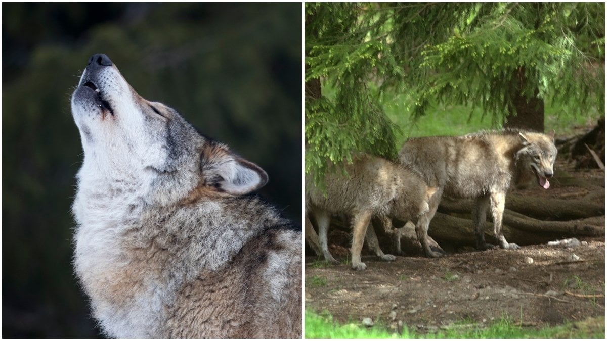Två av fem djurparksvargar som rymde från hägn är fortfarande på rymmen.