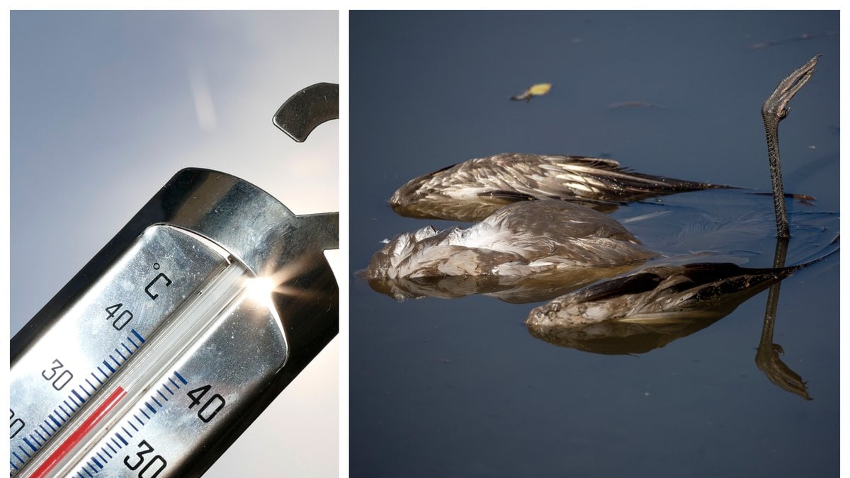 Värmeböljan i Indien ger allvarliga konsekvenser.