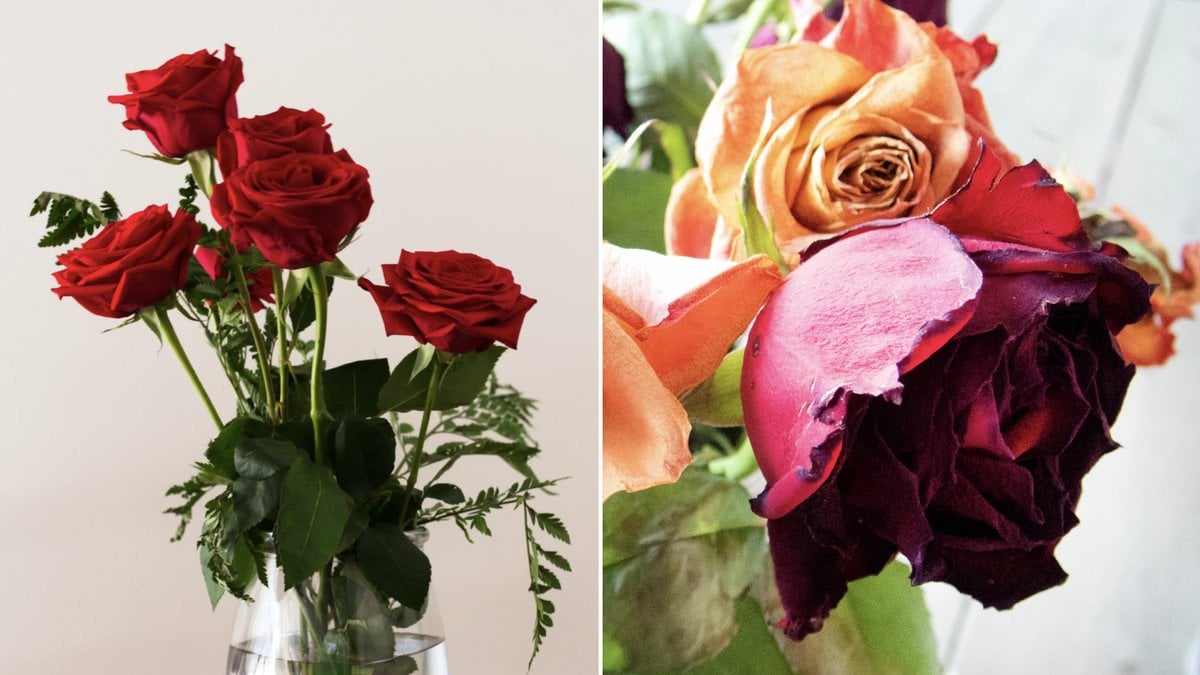 Rosor är kärlekens blomma. 