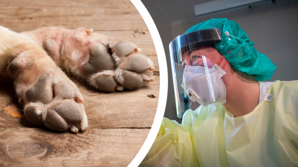 Första bekräftade fallet av coronavirus hos hund. 
