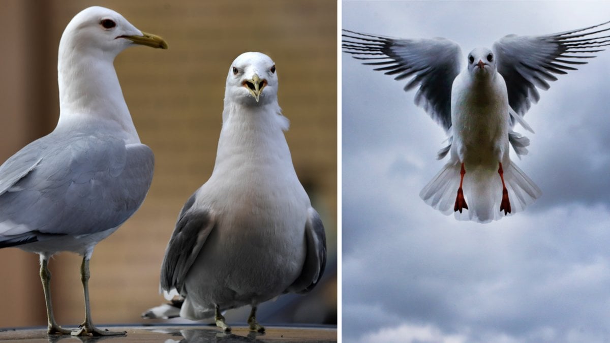 Har du blivit attackerad av en fiskmås? Då ska du göra så här