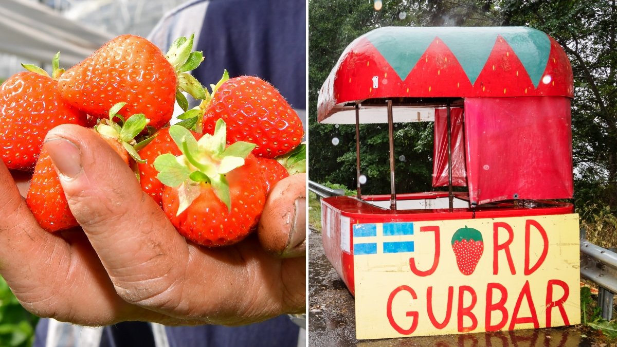 En hand som håller i en näve jordgubbar och ett jordgubbsstånd vid vägkant i regn. 