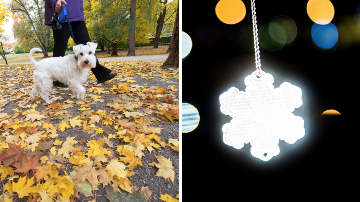 Utan reflex ökar risken för att djuren ska råka ut för en allvarlig olycka.