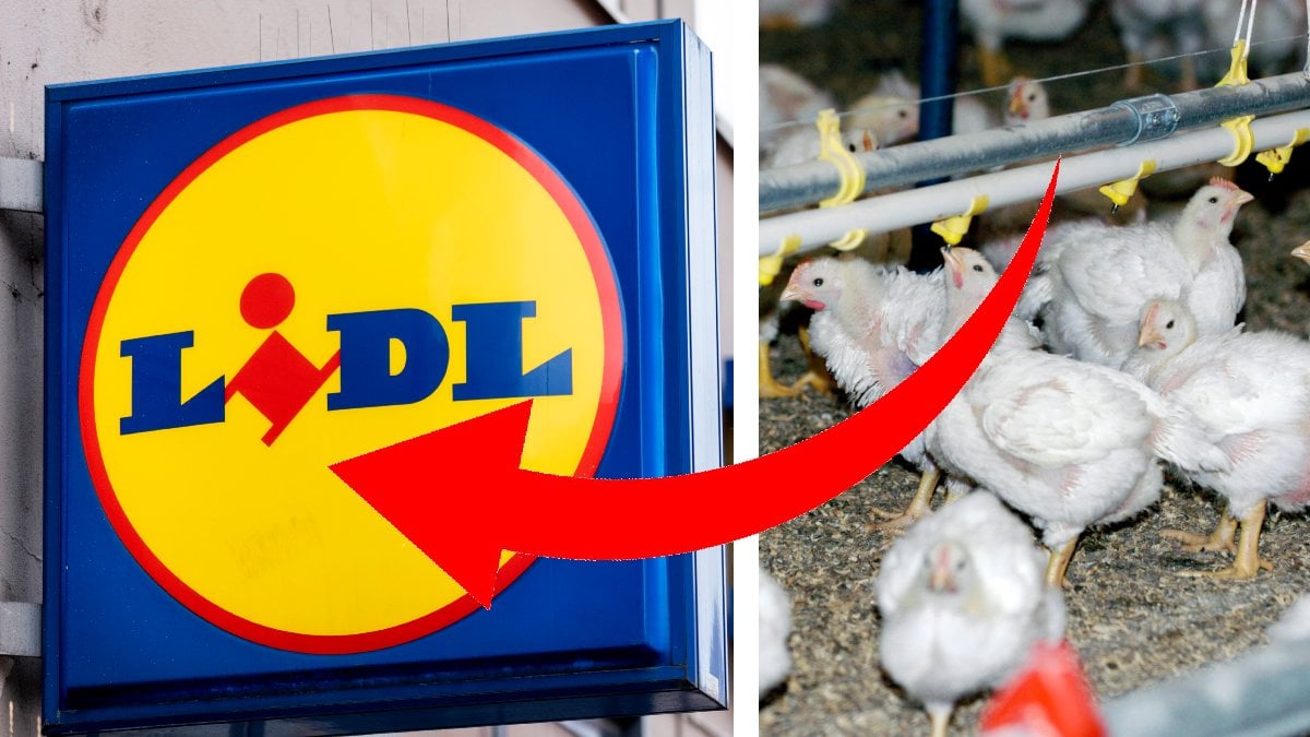 Lidl och kyckingar