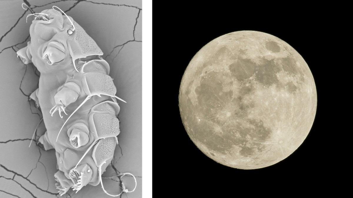 Trogkrypare-kan-ha-tagit-sig-till-manen