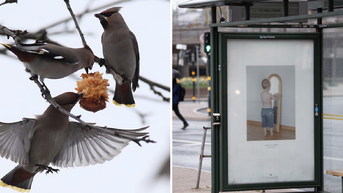 20 sidensvansar blev för fulla efter att ha ätit rönnbär.